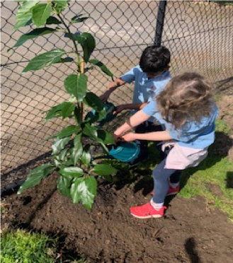 Pascoe Vale Primary School Pollination Garden